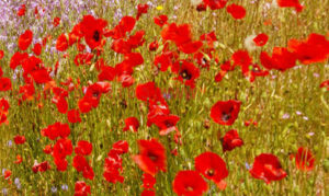 fleurs sauvages rouges et violettes dans un champs